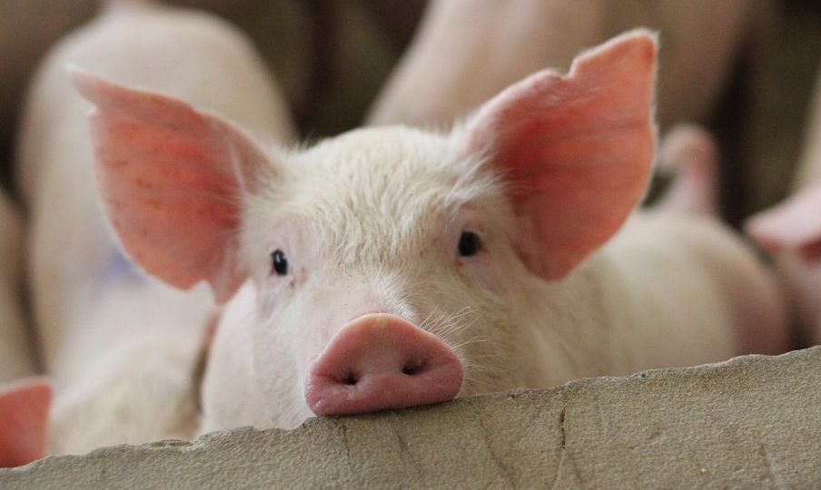 Pig staring at the camera in agriculture setting